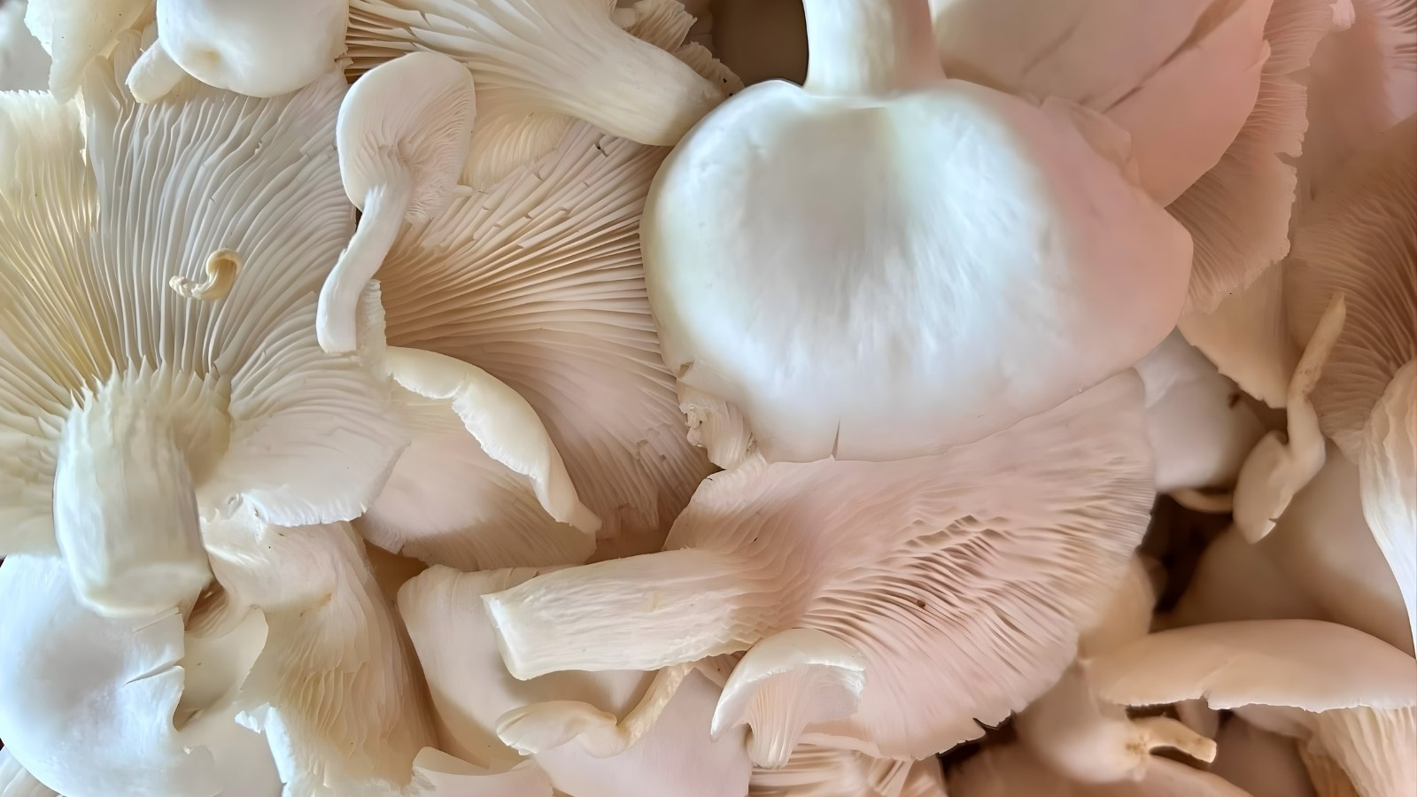 Mushroom Magic: The Plant-Based Umami Bomb