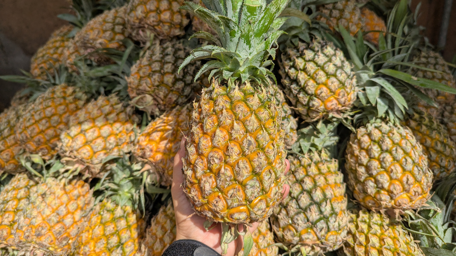 Why Philippine pineapples remain a global fruit trade standard