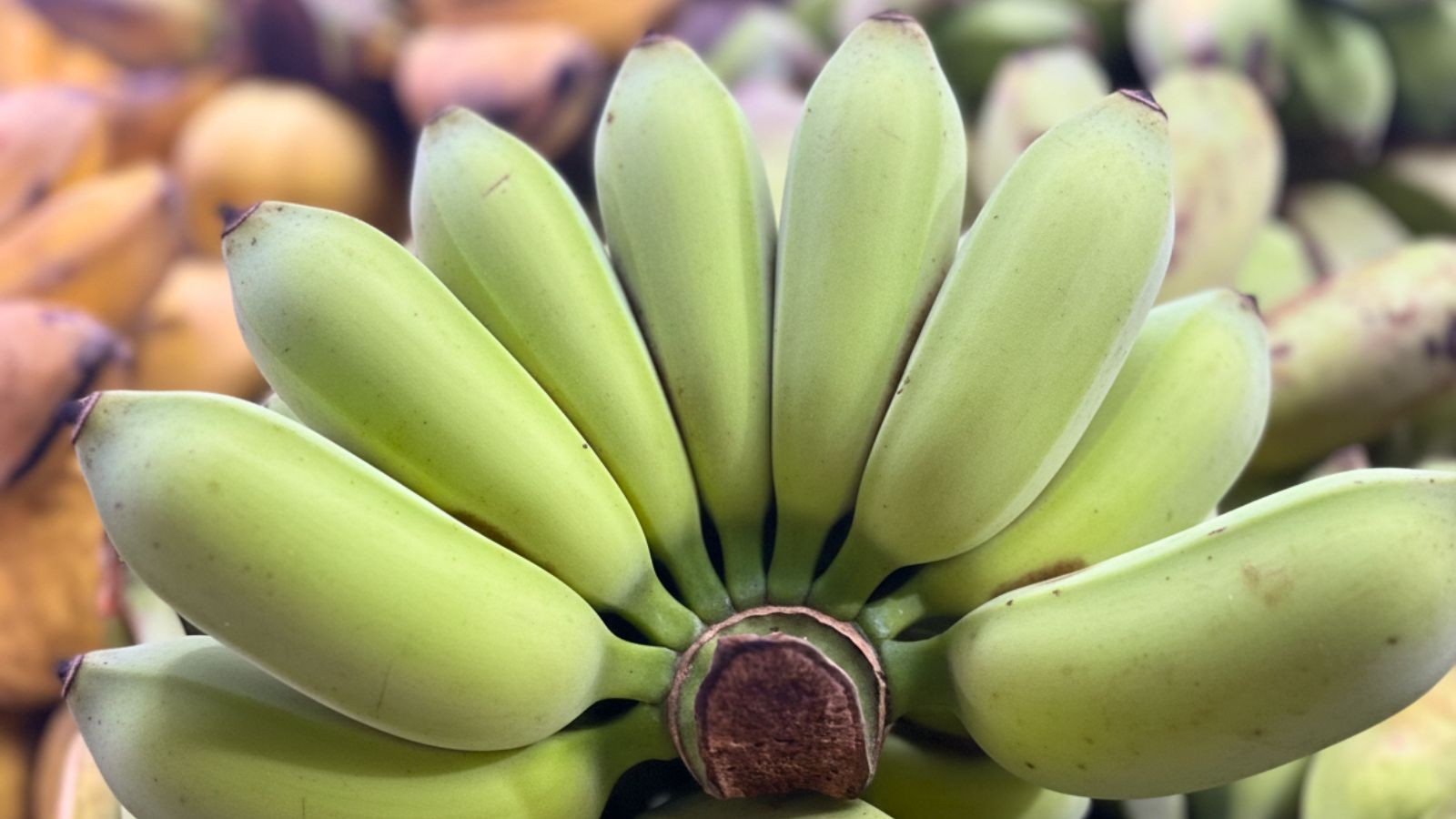 Filipino Cardava serving major slices in global banana market