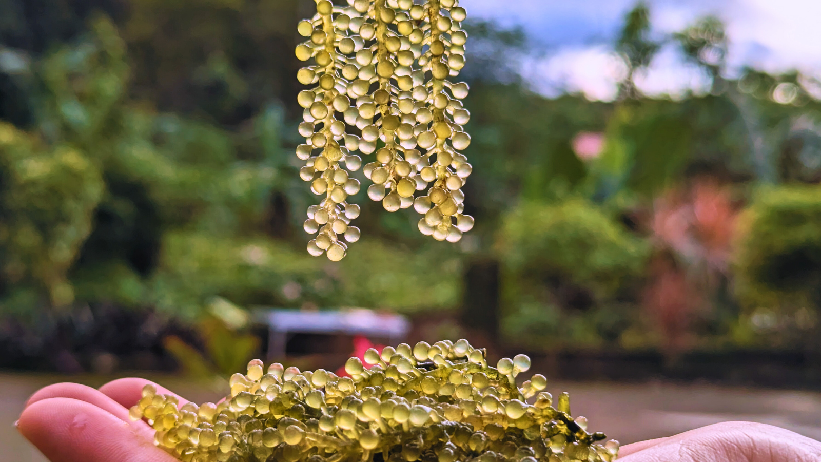 Beyond carrageenan: The next wave of Philippine seaweed innovation