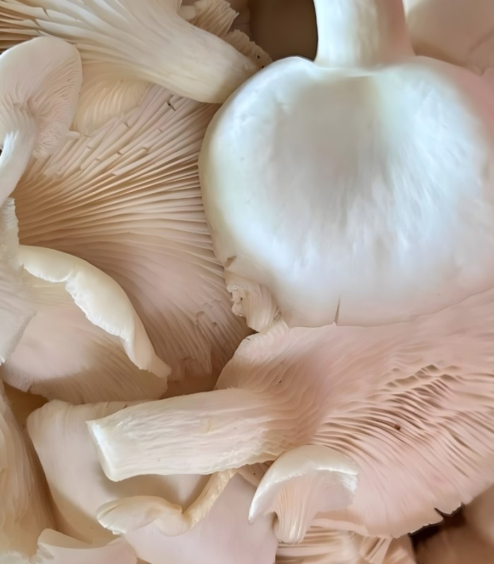 Mushroom Magic: The Plant-Based Umami Bomb