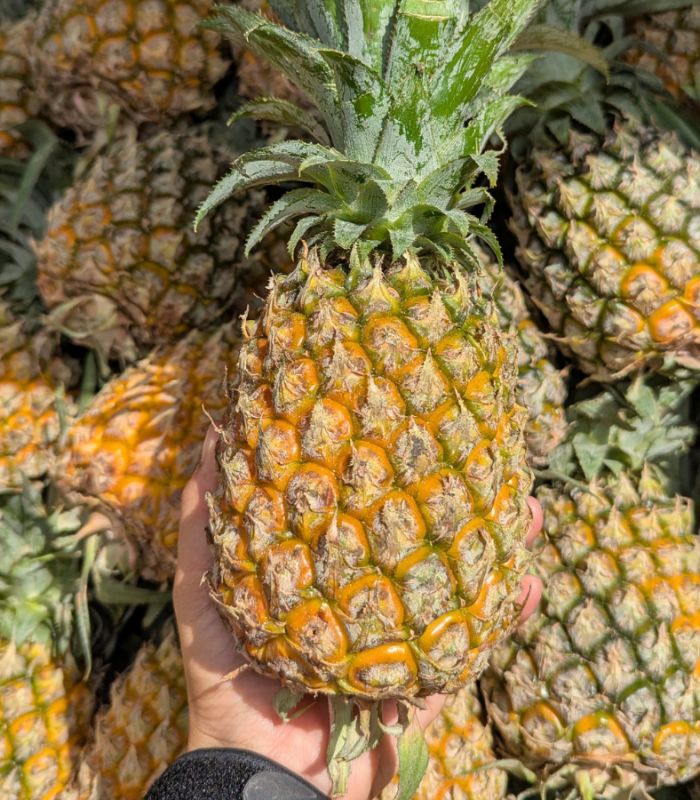 Why Philippine pineapples remain a global fruit trade standard