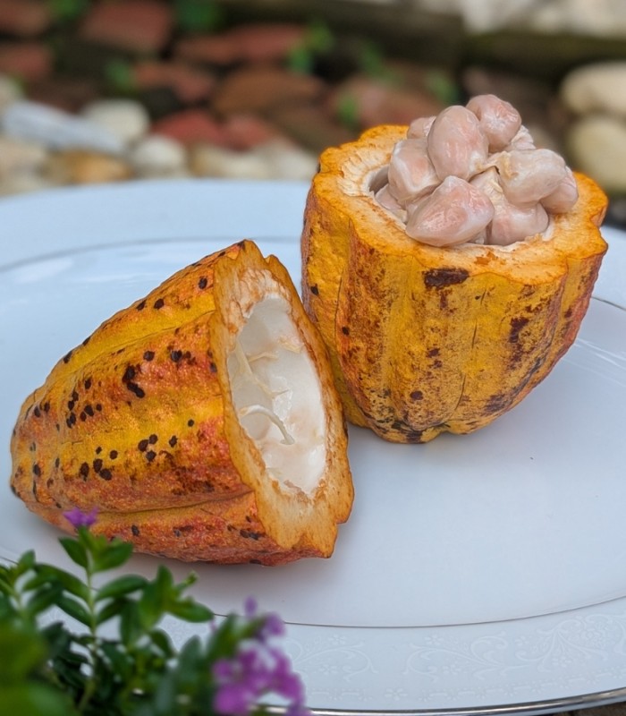 Filipino chocolatiers elevate Philippine cacao from bean to bar