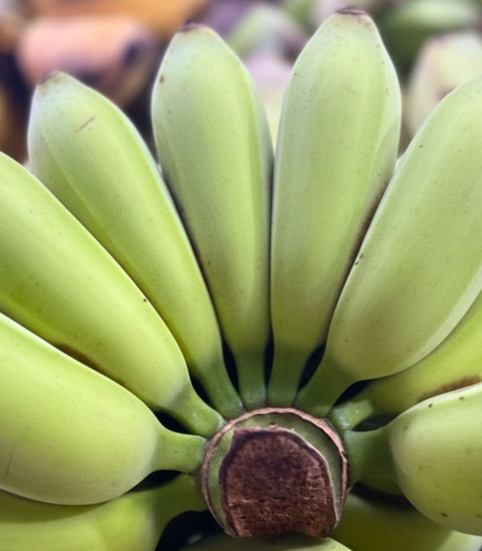 Filipino Cardava serving major slices in global banana market