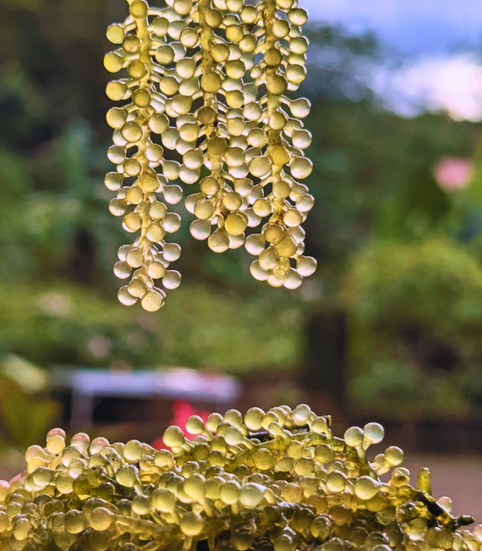 Beyond carrageenan: The next wave of Philippine seaweed innovation