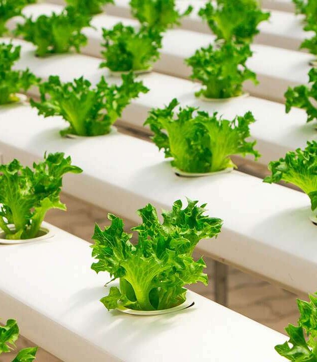 The Future Of Food: 5 Food Trends That Are Here To Stay