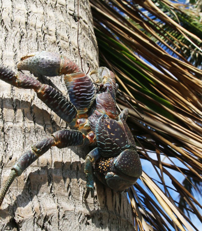 Crab Mentality IFEXConnect