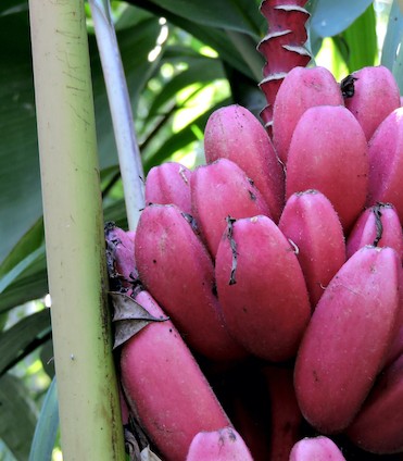 Most Popular Philippine Banana Varieties in the World - IFEXConnect